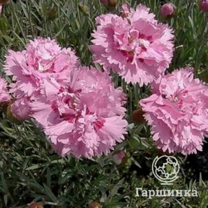 

Гвоздика перистая Дабл Роуз