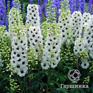 

Дельфиниум Персиваль