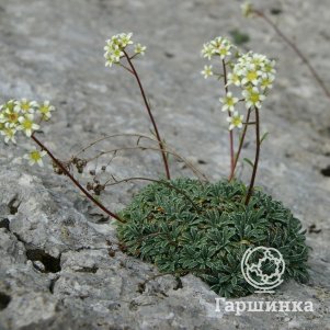 

Камнеломка инкрустированная