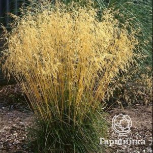 

Луговик (Щучка) Пикси Фонтейн