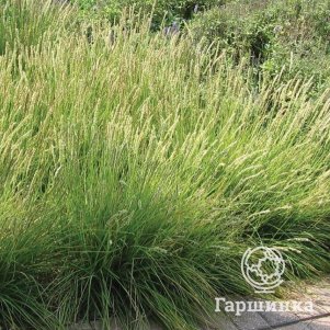 

Луговик (Щучка) Палава