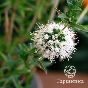 

Мята Сервина