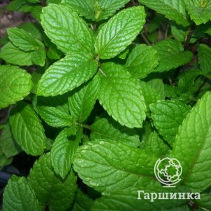 

Мята Вейнманц