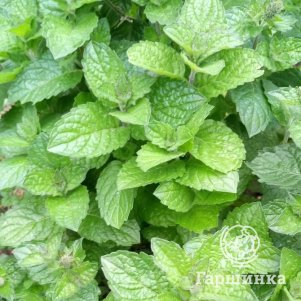 

Мята Цитрусовый Лимон