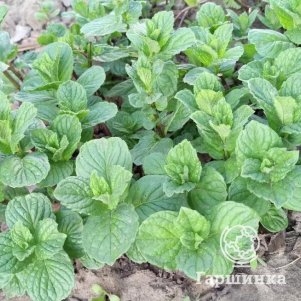 

Мята Яблочное Помо