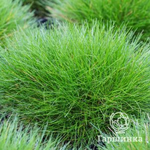 

Овсяница Готье Тедди Бир