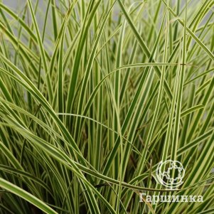 

Осока Альболинеата коричневатая