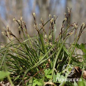 

Осока пальчатая Диджитата