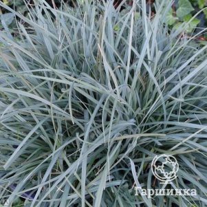 

Осока просяная Памира