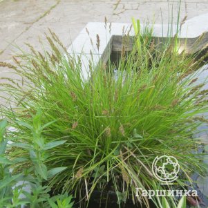 

Осока Дэвелла