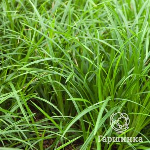 

Осока обильнолистная Айриш Грин