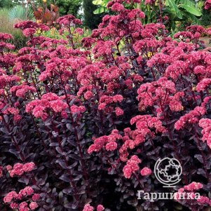 

Очиток (седум) Тачдаун Тик