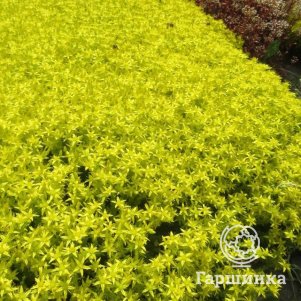 

Очиток (седум) Едкий Ауреа