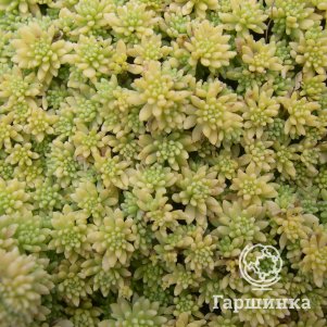 

Очиток (седум) Испанский Ауреа