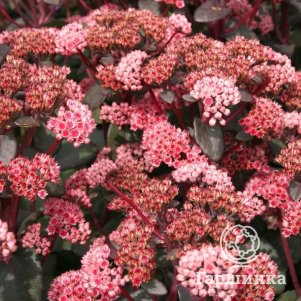 

Очиток (седум) Ред Спаркл