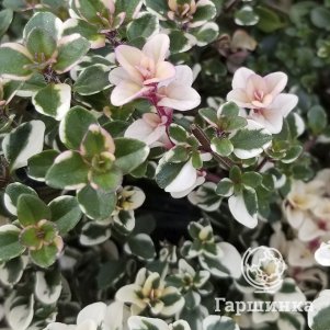 

Тимьян блошиный Фоксли