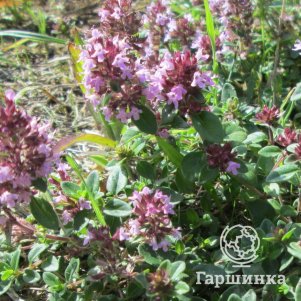 

Тимьян блошницевидный Табор