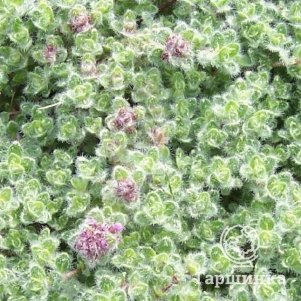 

Тимьян ложноопушистый Волли