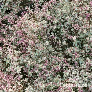 

Тимьян обыкновенный Силвер Пози