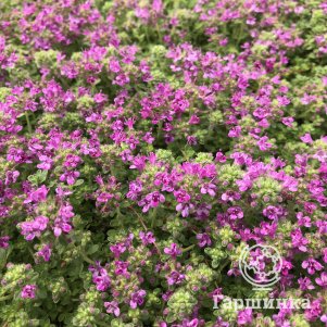 

Тимьян ползучий Пинк Чинтз