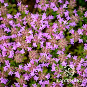 

Тимьян ползучий Элин