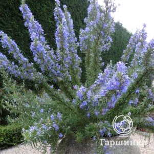 Розмарин лекарственный Тоскан Блю