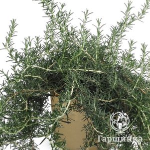 

Розмарин лекарственный Блю Лагун