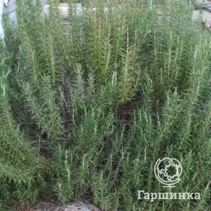 

Розмарин лекарственный Ингуано