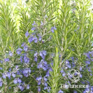 

Розмарин лекарственный Марезме Имп.