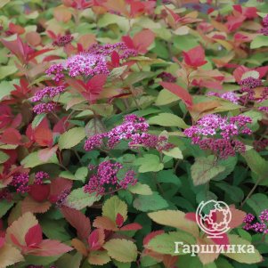 Спирея Дабл Плэй Биг Бэнг Трэйси 350₽