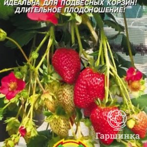 Земляника Вечность S1 10 шт Плазменные семена 72₽