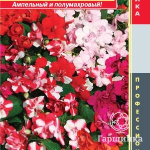 

Бальзамин Махровый Микс (серия Athena) Уоллера F1 4шт, Плазменные семена