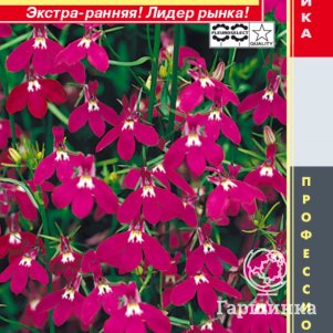 

Лобелия Регатта Роуз ампельная (серия Regatta) 8 мультидрж в пробир, Плазменные семена