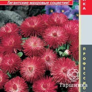 

Маргаритка Красная F1 (серия Habanera) 5драже в пробирке, Плазменные семена