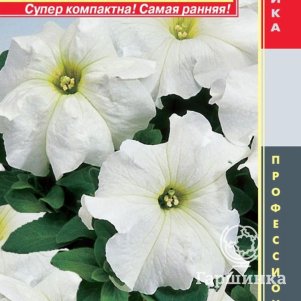 Петуния Лимбо Белая крупноцветковая F1 (серия Limbo) 10драже в пробирке, Плазменные семена