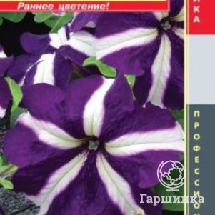 Петуния Блю стар крупноцветковая F1 (серия Tango) 10драже в пробирке, Плазменные семена
