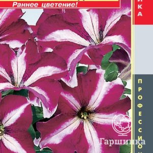 Петуния Бургунди Стар крупноцветковая F1 (серия Tango) 10драже в пробирке, Плазменные семена