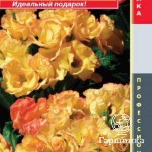 

Примула Санрайз бесстебельная (серия Primlet) 5шт, Плазменные семена