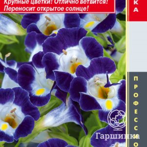 Торения Блю энд Вайт (серия Hi Lite) 4 шт, Плазменные семена