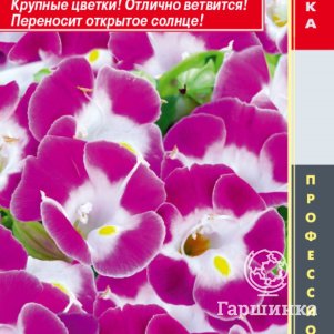

Торения Маджента (серия Hi Lite) 4 шт, Плазменные семена
