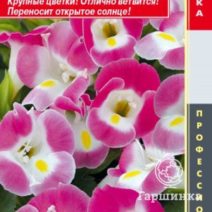 

Торения Пинк (серия Hi Lite) 4 шт, Плазменные семена