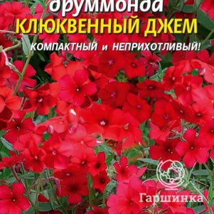 

Флокс Друммонда Клюквенный джем 0,1 г, Плазменные семена