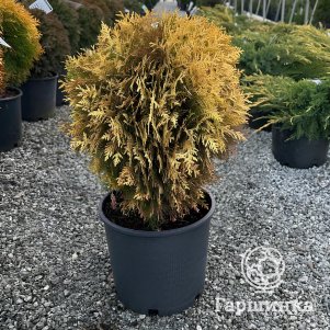 Туя Харвест Мун шаровидная 590₽