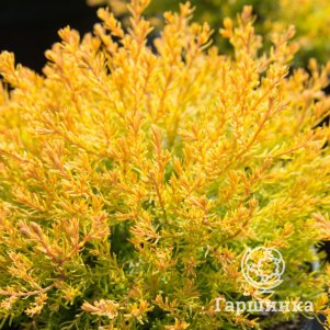 

Туя Харвест Мун шаровидная