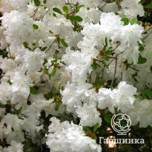 Рододендрон (Азалия) Адонис