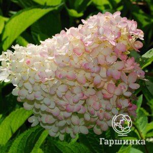 

Гортензия Петит Флори метельчатая