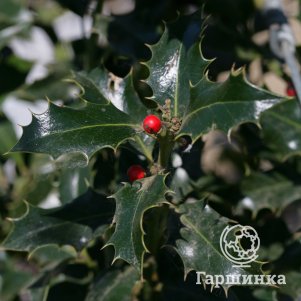 

Падуб Аляска остролистный