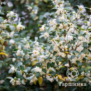 

Османтус Берквуда