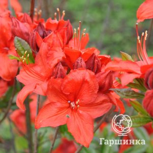 

Рододендрон (Азалия) Бриллиант
