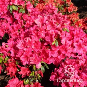 Рододендрон (Азалия) Георг Арендс